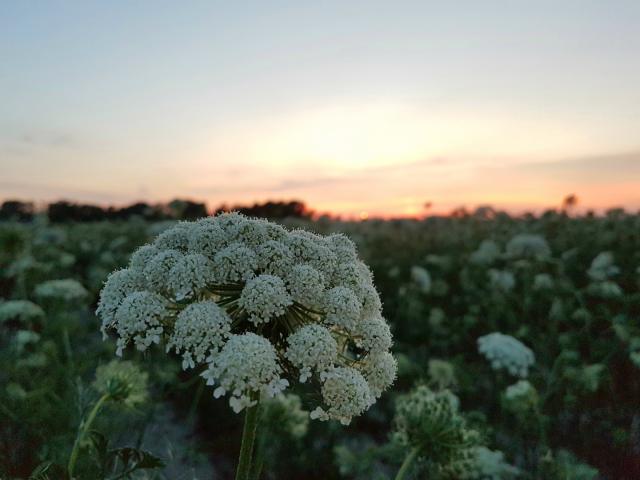 Żyjemy blisko natury